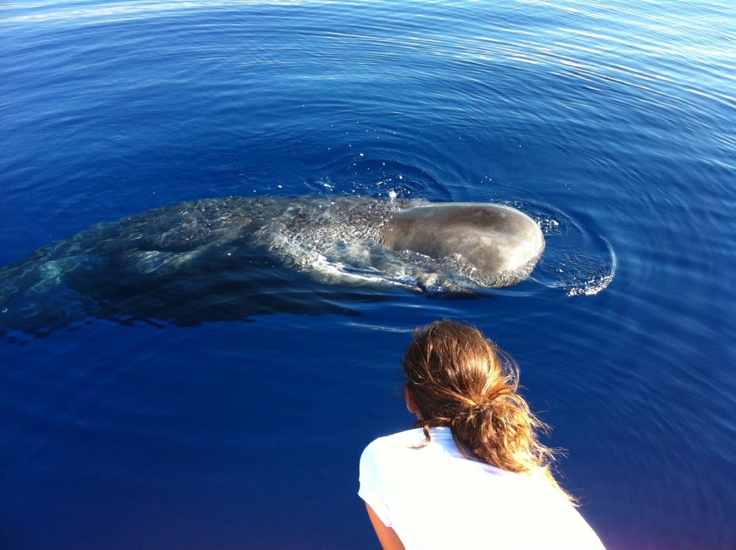 Photo of a whale in the Azores Whale watching