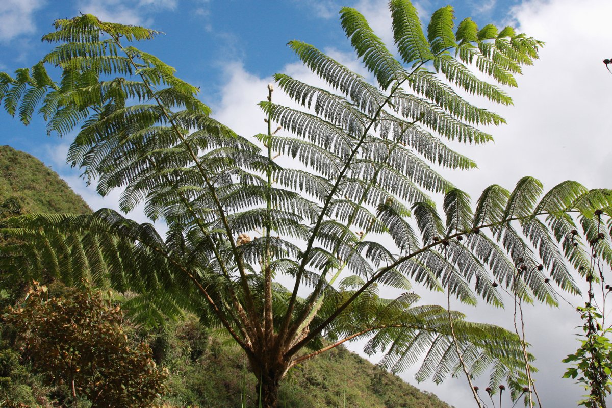 Photo of a tree fern in the Terra Nostra botanical garden Tree ferns look like small palm trees