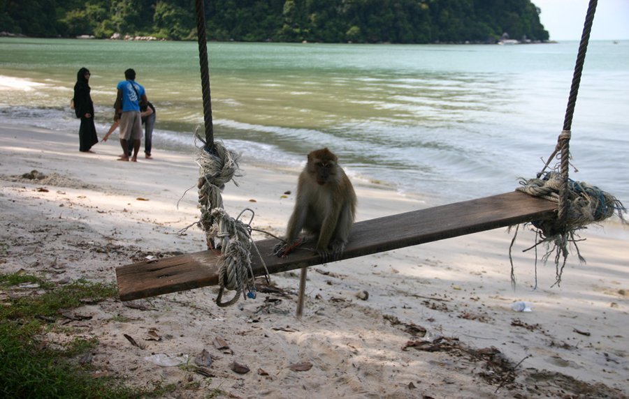 Photo of a monkey on a swing at Monkey Beach Monkey Beach