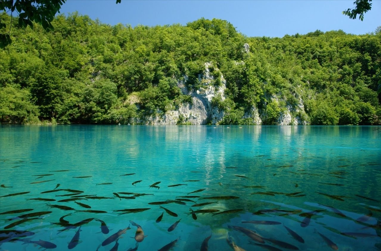 Photos of fish in Plitvice lakes Fish in Plitvice Lakes