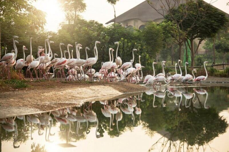 Flamingos by the lake