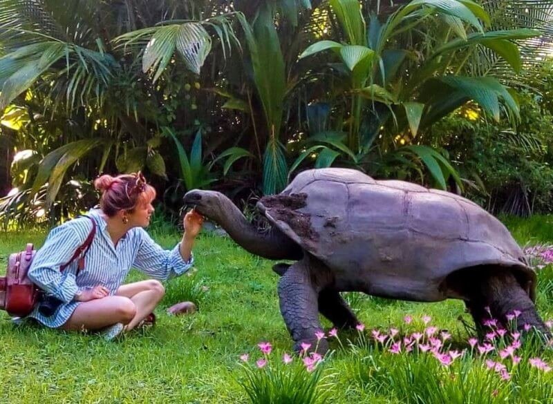 Turtles in the Seychelles, Silhouette Island Nature Reserve Photo: giant turtle