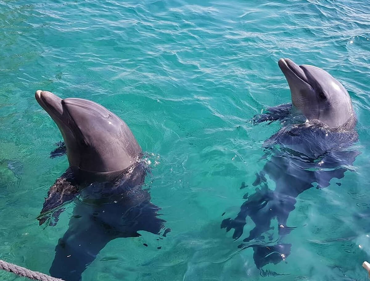Dolphins in the Dolphin Reef Nature Reserve, Eilat Dolphins at Dolphin Reef