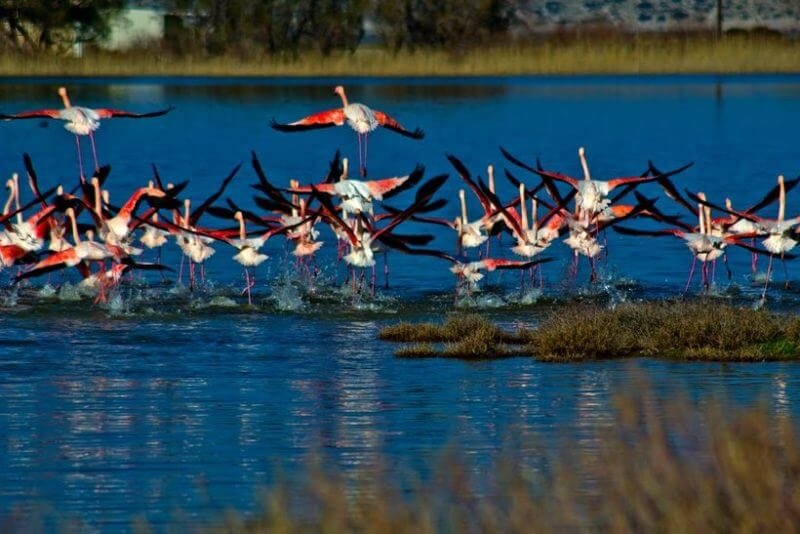 Flamingos on Lake Aliko