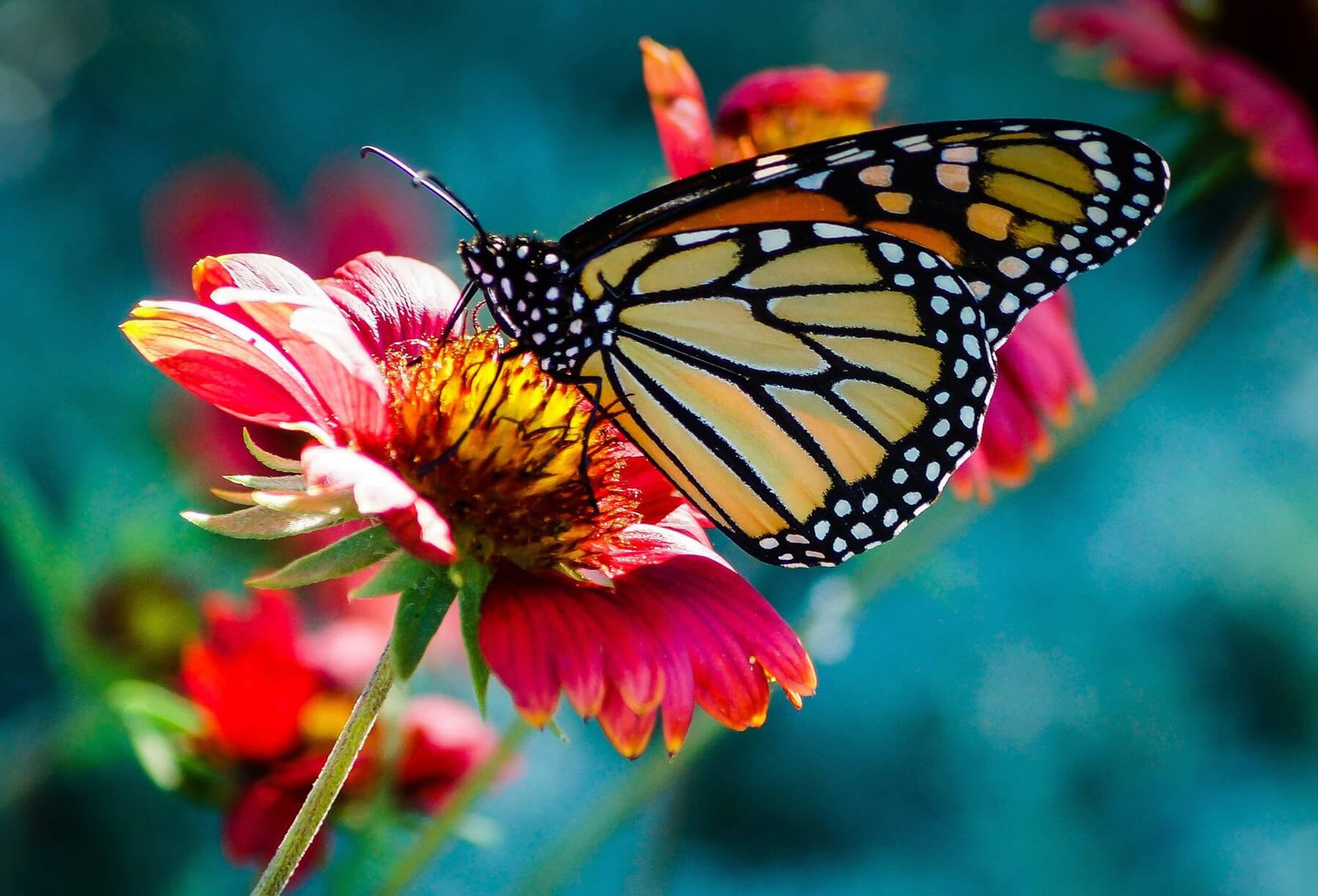 Photo of a butterfly at a Butterfly Farm, Penang Island, Malaysia At the butterfly farm