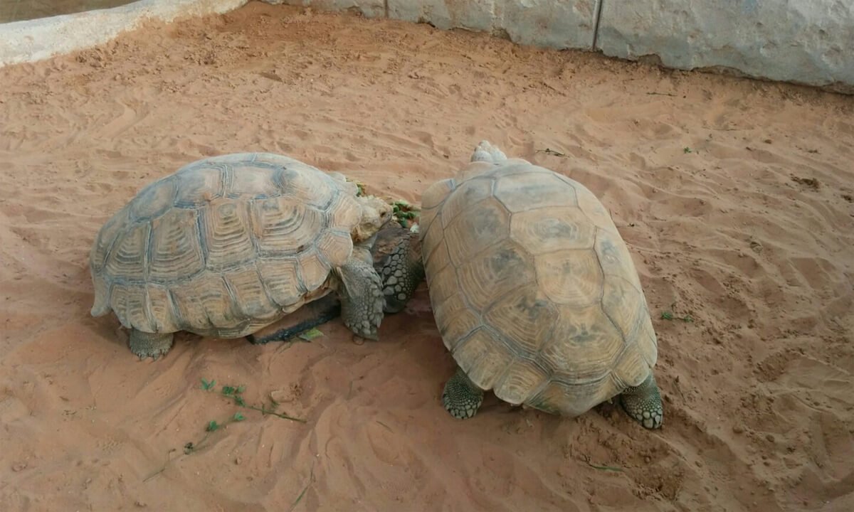Turtles on a children's farm in Umm Al Emarat Park Children's Farm