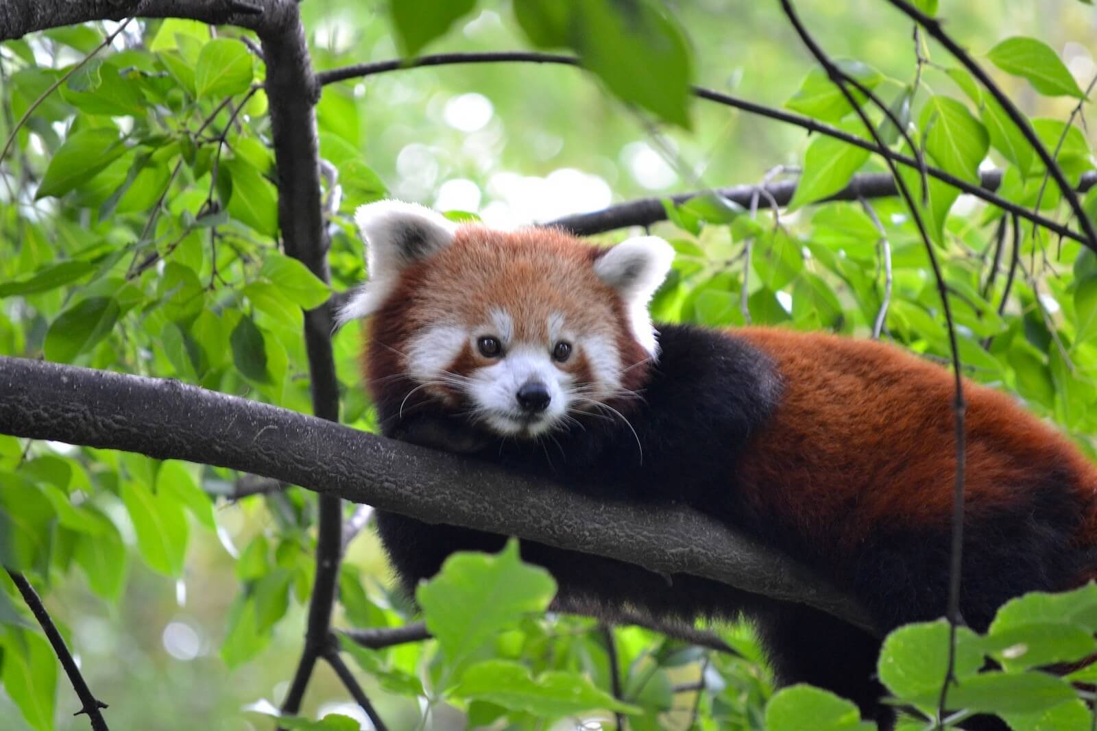 Budapest Zoo and Botanical Garden
