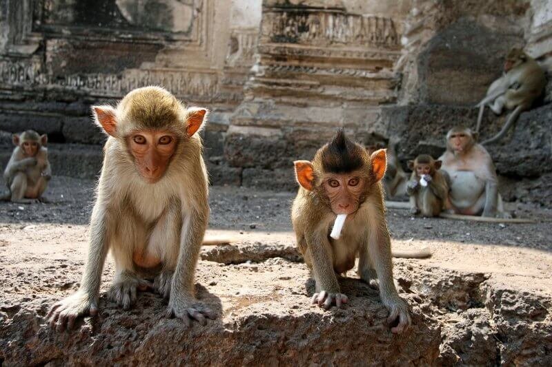 Monkey Temple
