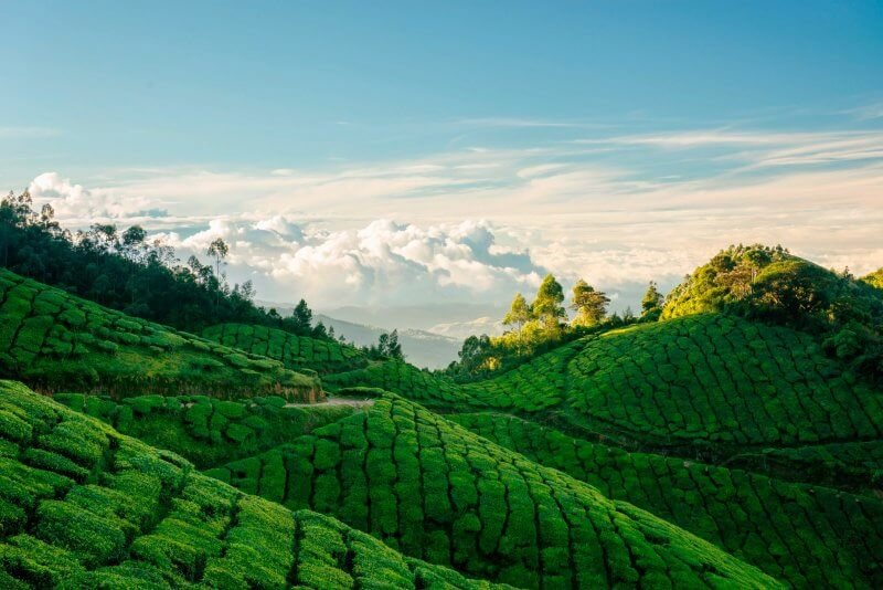 Tea plantations