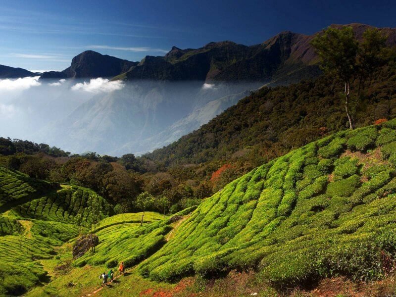 Kerala Plantations