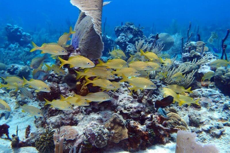 Underwater world of Catalina Island