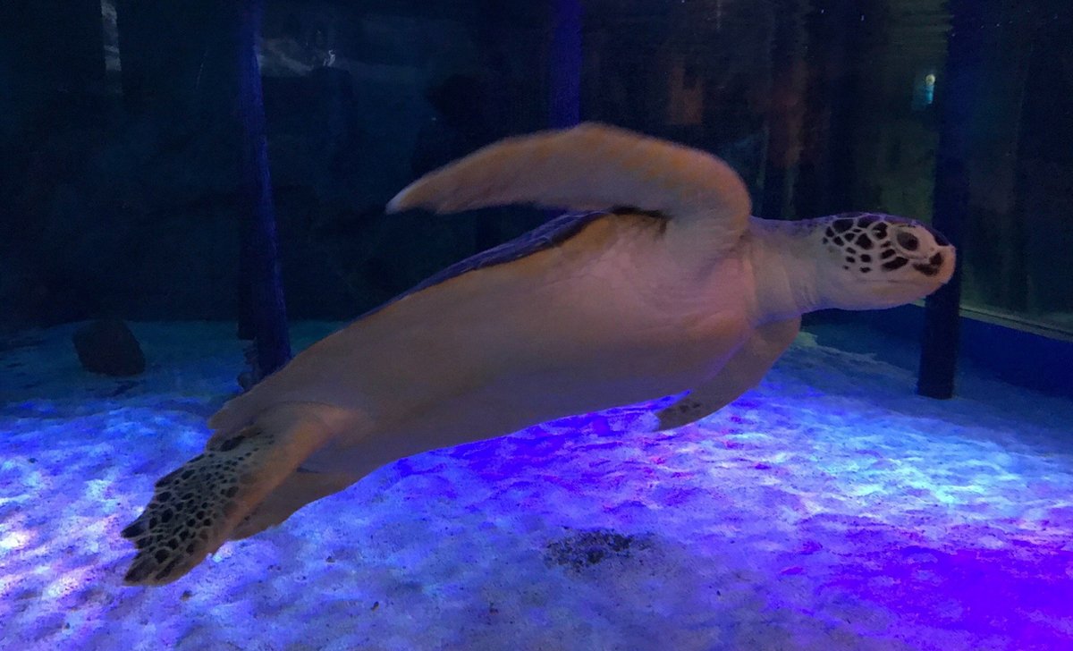 Turtle in the Living Ocean zone "Living Ocean"