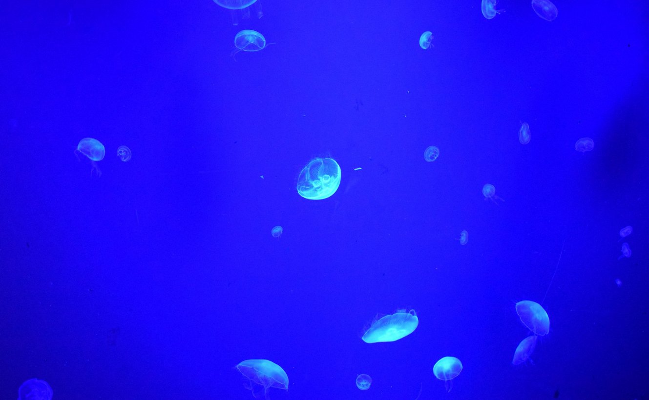 A small area reserved for jellyfish "Sea jellyfish"