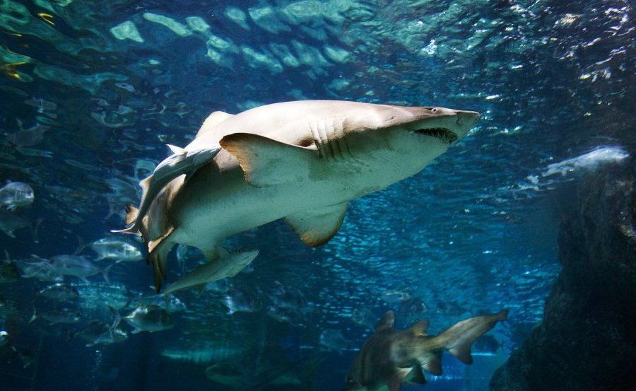 Shark and other marine inhabitants of the "Open Ocean" "Open Ocean "