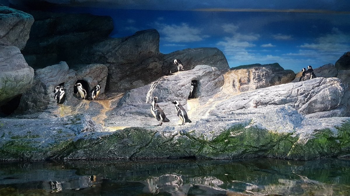Photo of penguins on the "Rocky Coast" "Rocky coast"