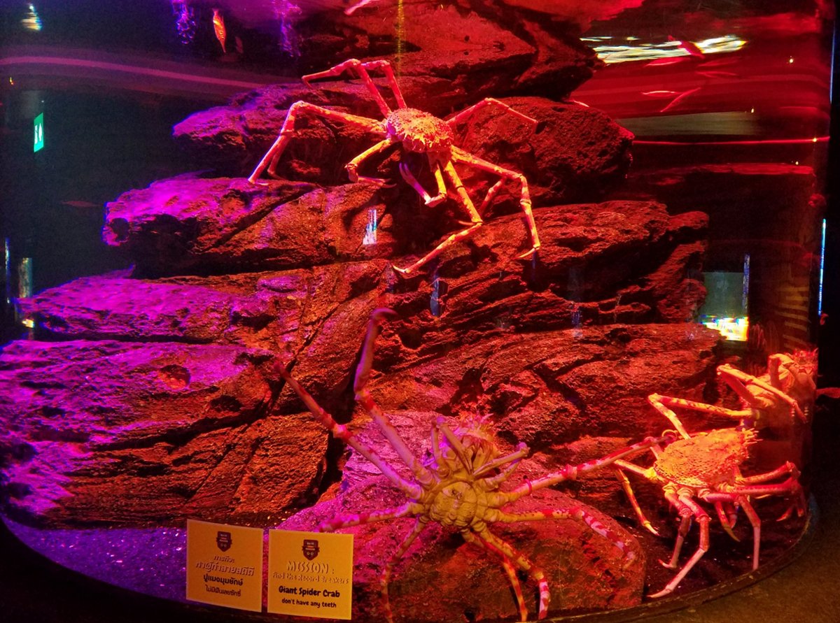 Photos of crabs in the "Strange and Amazing" zone "Strange and Amazing"