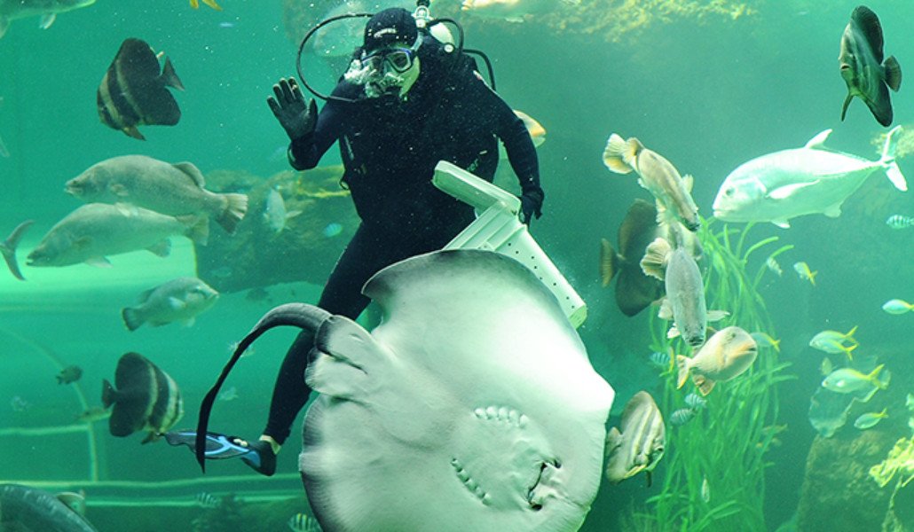 Vinpearl Land Aquarium Photo Phu Quoc Vinpearl Land Aquarium