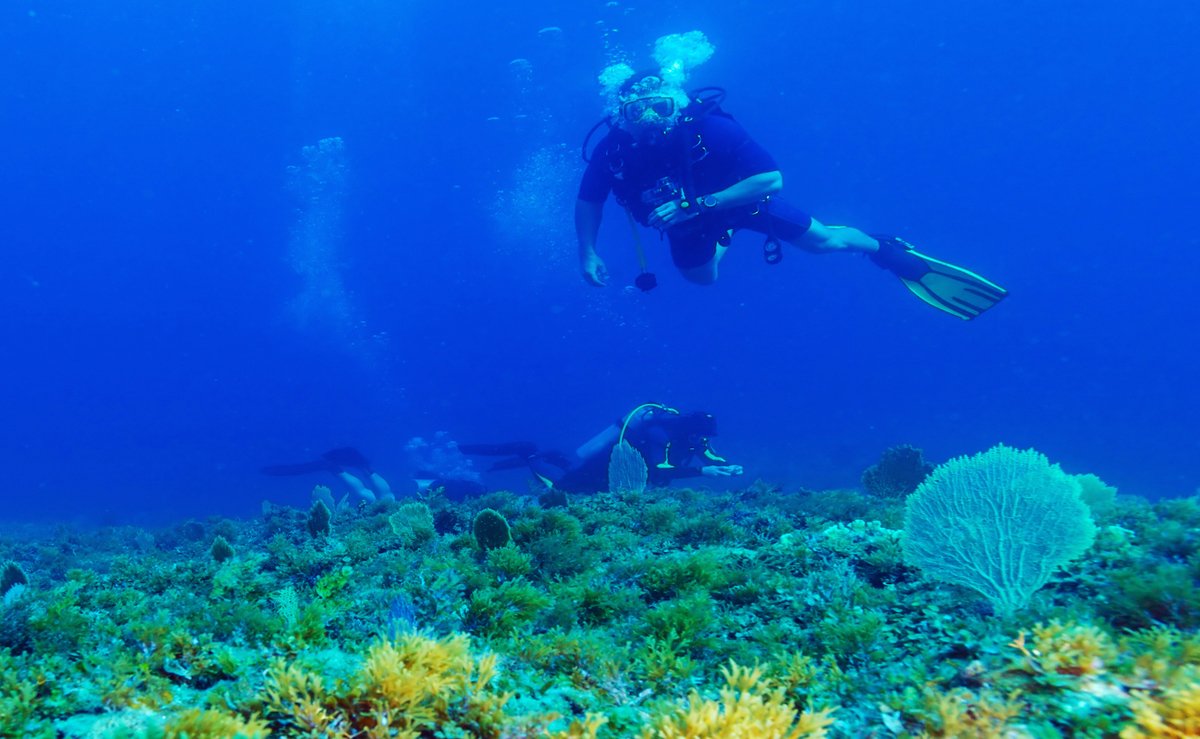 Scuba divers underwater Diving in Israel