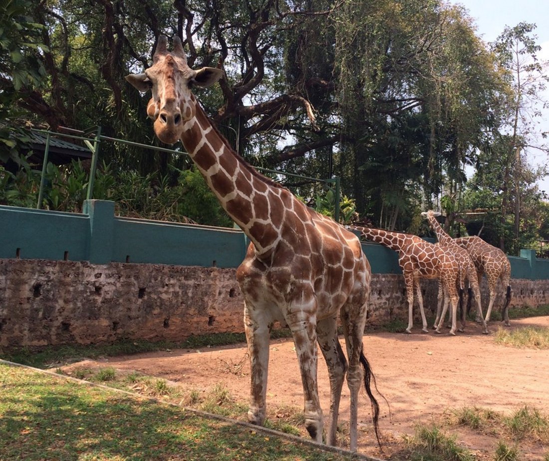 Giraffes in Dehiwala Zopark