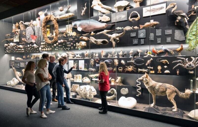 Senckenberg Museum exhibits