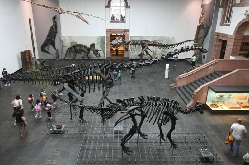 Senckenberg Museum of Natural History