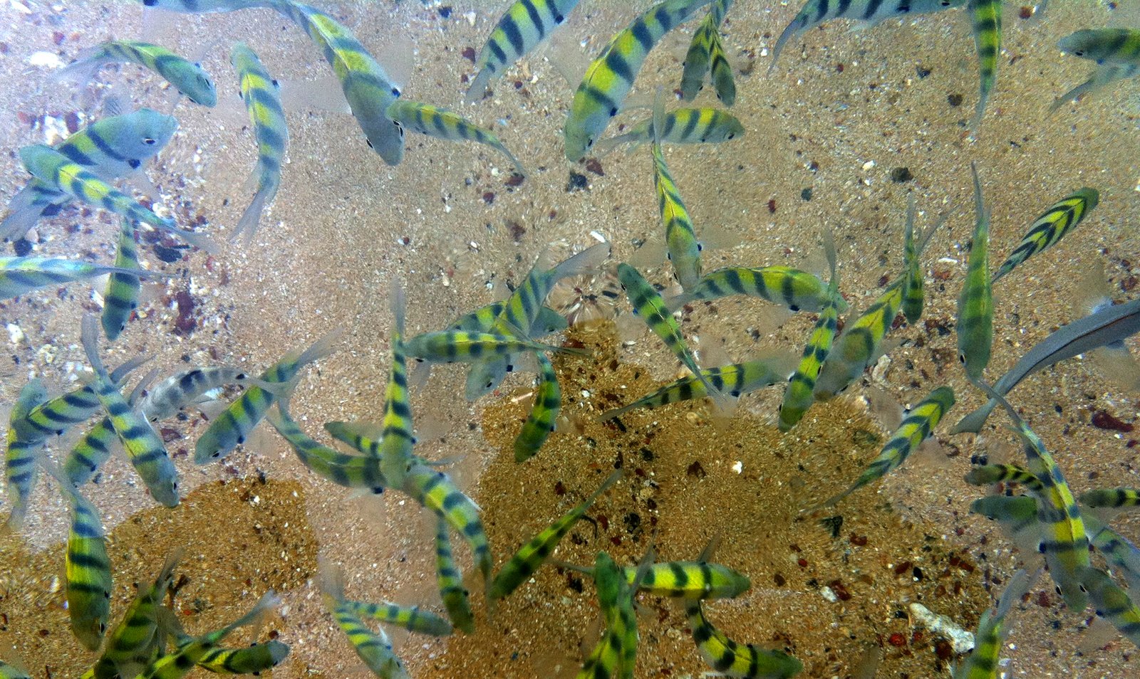 Photos of fish on the beach at the coral reef Shallow beach near a coral reef
