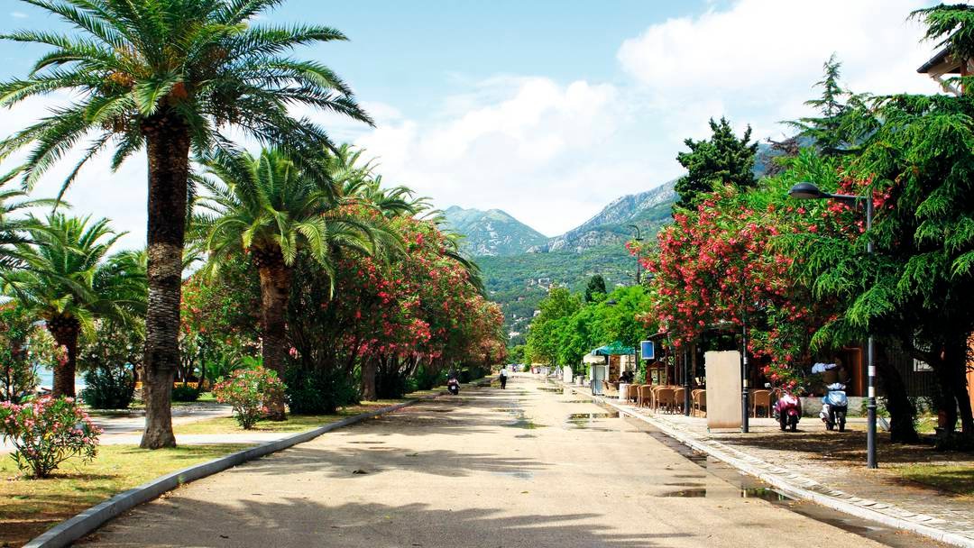 Alley in the city of Bar with palm trees and flowering trees on the sides Palm alley in the city