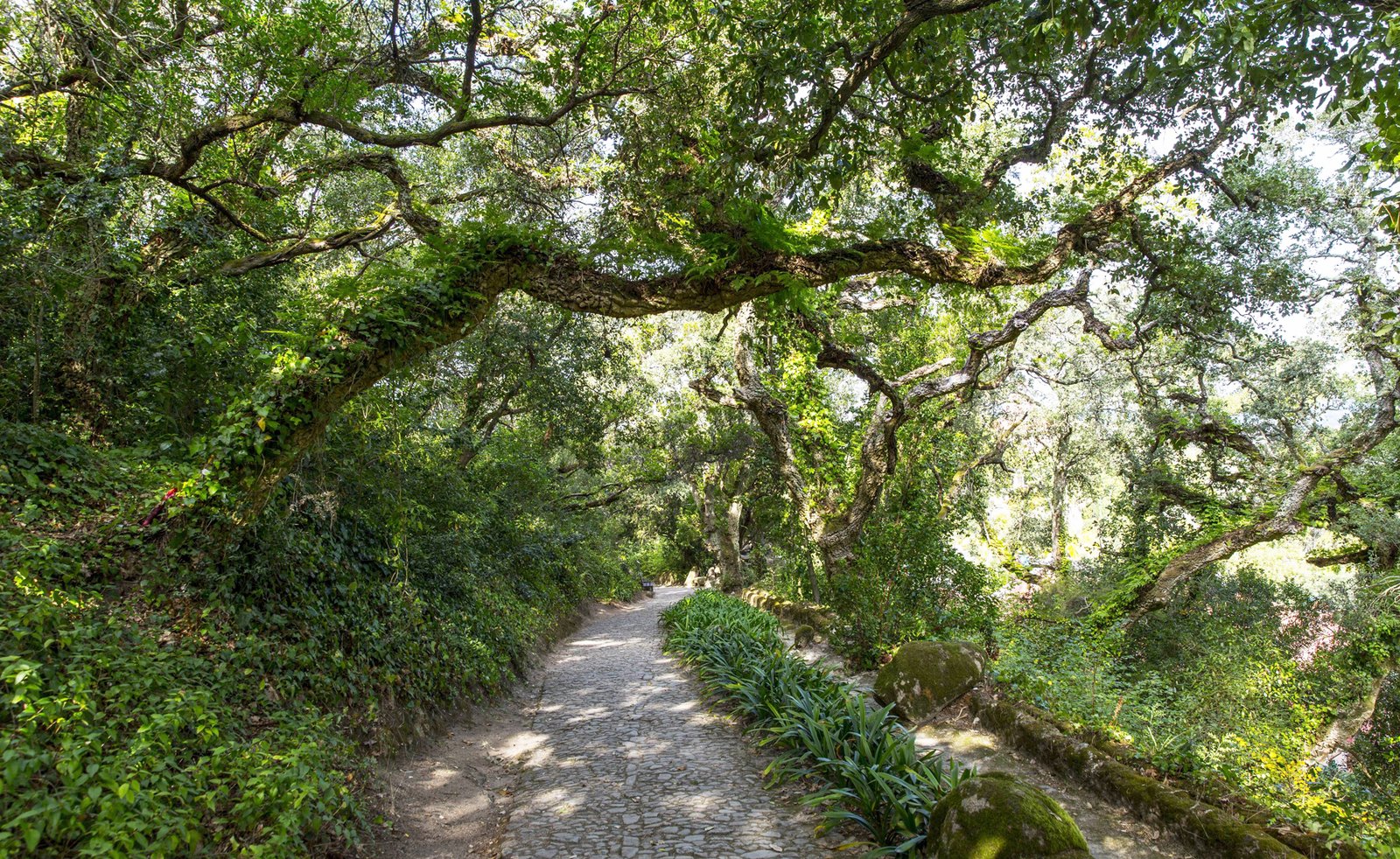 Photo in Montserrat Park Walking in Montserrat Park