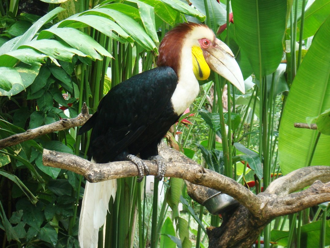Pictured is a rhino bird on Koh Samet Island You can see rhinoceros birds