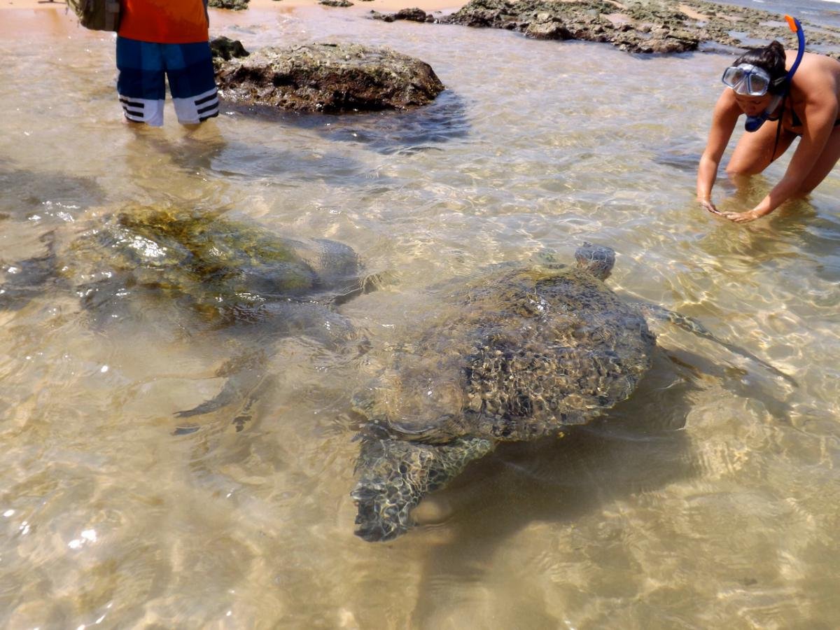 Turtle on the beach in Hikkaduwa Sea Turtle Beach