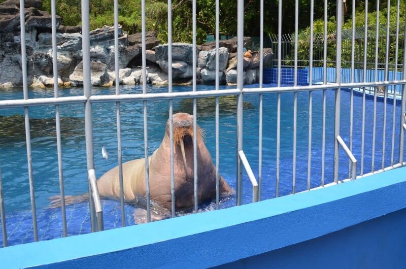 Navy seal in safari park, Bangkok Navy seal in safari park