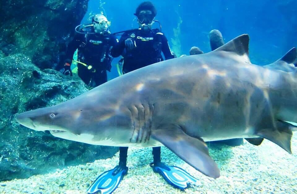 Shark Dive at Siam Ocean World Shark Encounter