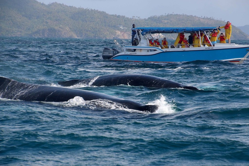 timing of whale watching excursions