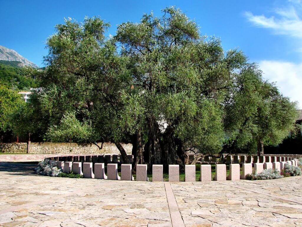 Tourist attraction: old olive tree in Bar Photo: Old olive tree in the Bar