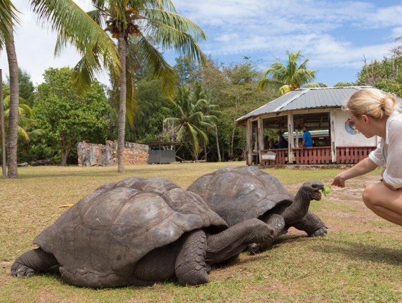 Giant tortoises at the National Botanic Garden in the Seychelles, Mahe Island Giant turtles in botsadu