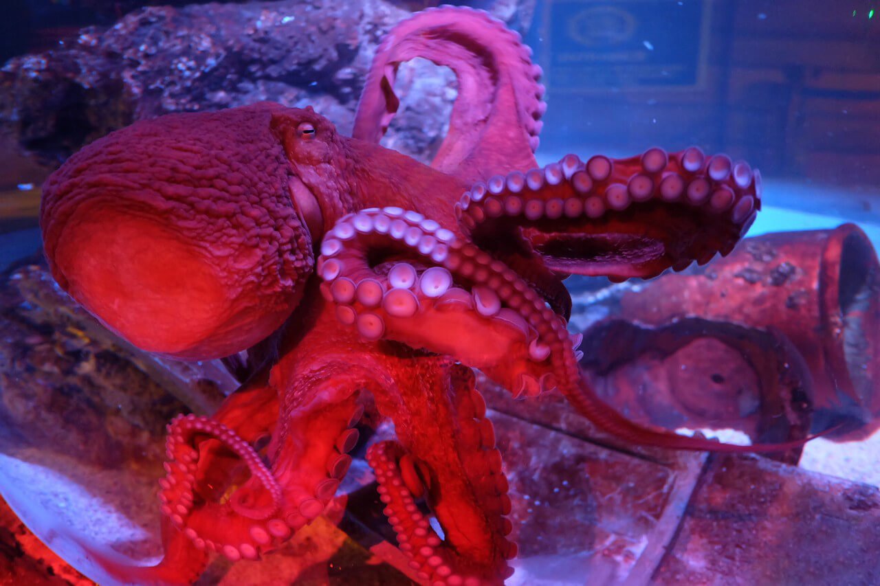 Pictured is a Pacific octopus at Sea Life Bangkok Giant Pacific Octopus