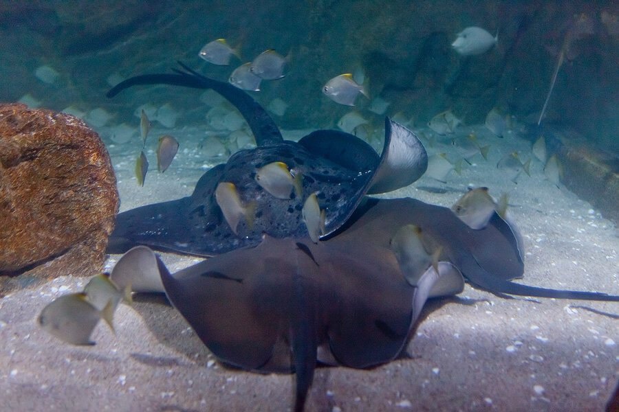 Pictured are stingrays at the Siam Ocean World Aquarium Here you will see eagle fish or rays