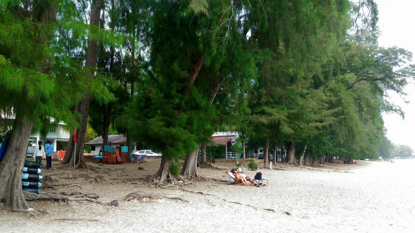 Xuan Son Beach has cassowaries that look a lot like pine trees Sauna Son is also called pine beach