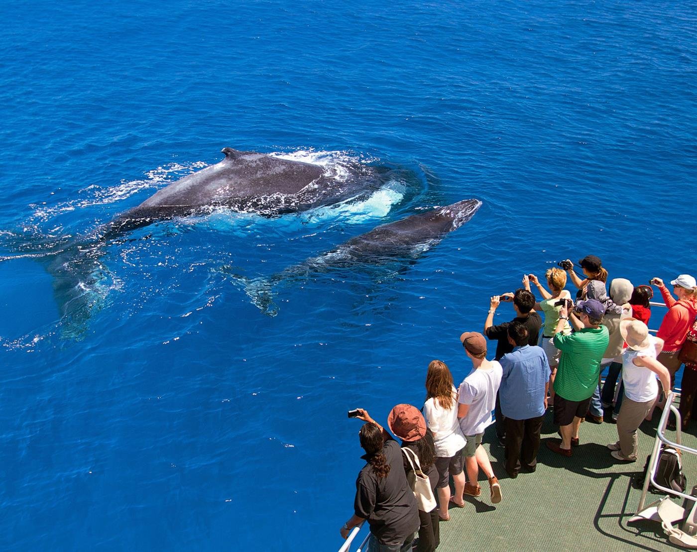 humpback whales in the dominican republic