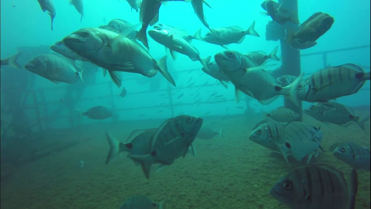 The underwater world in the ocean in Portimao Diving in Portimao