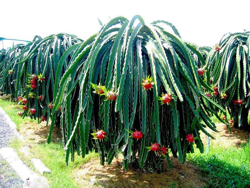 Dragon fruit plantation photos Dragon Fruit Plantations