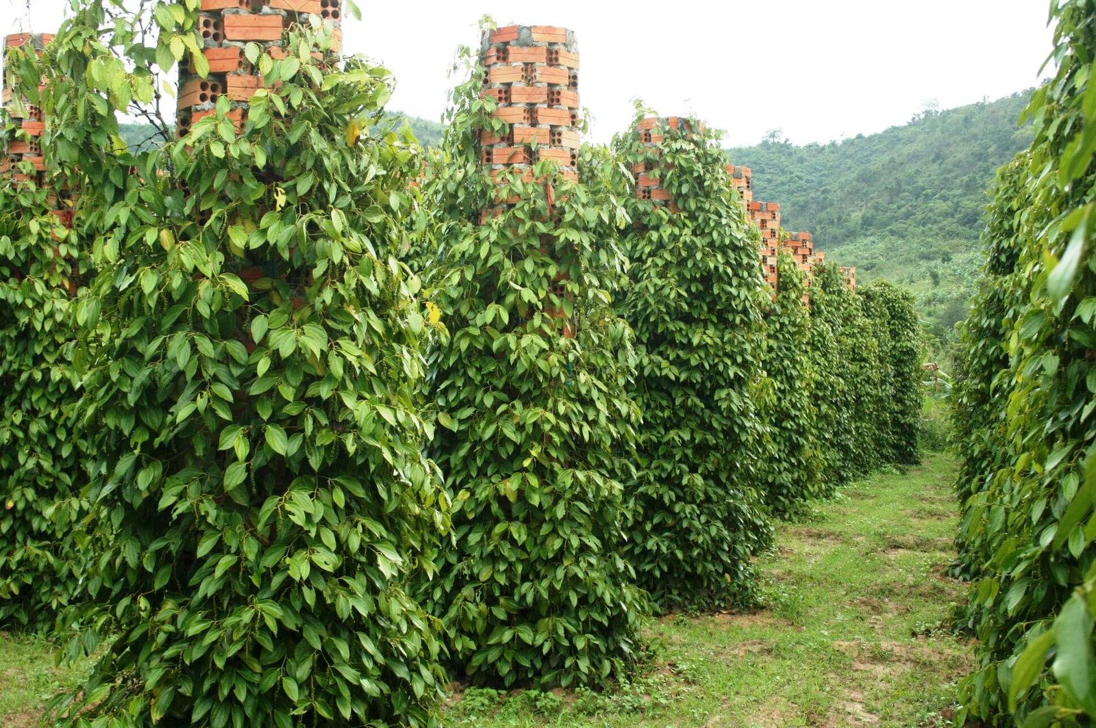 Pepper plantations in Fukuoka Pepper plantations