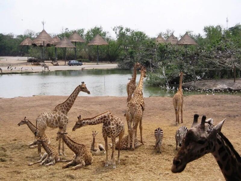 Giraffes in safari park, Bangkok Giraffes in the park