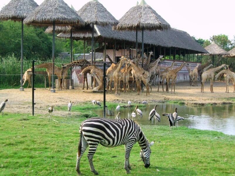 Herbivores in the safari park, Bangkok Animals in the park, Bangkok