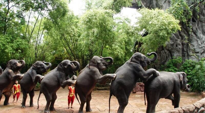 Elephant show at safari Park Elephants in safari park
