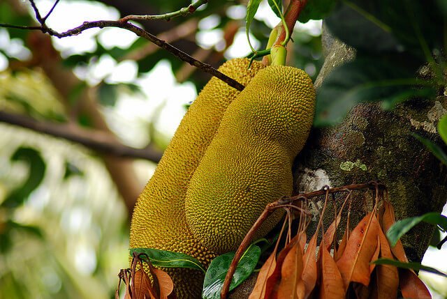 Jackfruit fruit on a tree This is how jackfruit grows