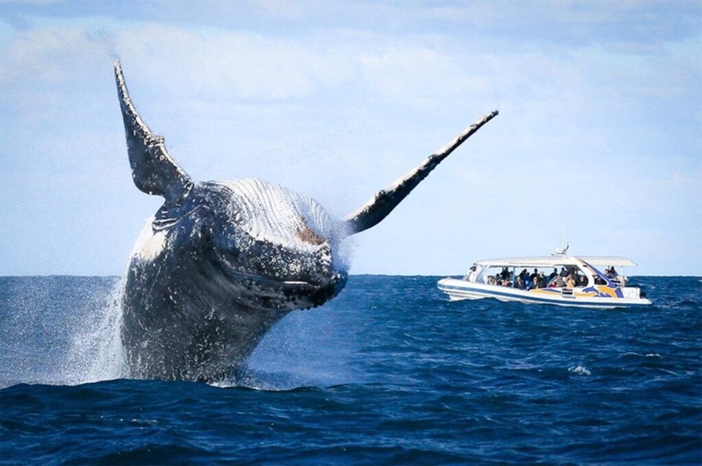 humpback whale jump