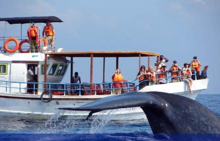 Whale watching tour photos Whale watching tour