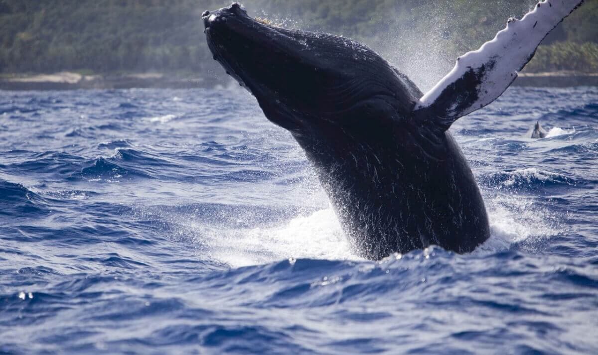 Photo by Keith Miriss Whale watching excursions
