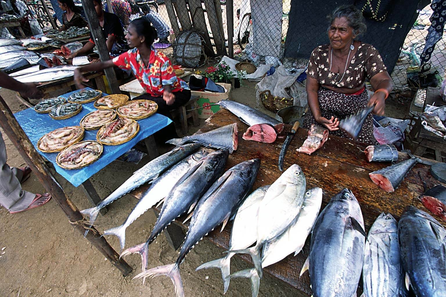 Photo of Negombo Fish Market Fish Market